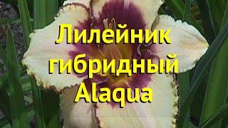 Лилейник гибридный Алагуа. Краткий обзор, описание характеристик hemerocallis Alaqua