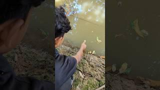 Unbelievable Hand Fishing Challenge Video 2024#video#fish#shorts