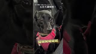 【救命R】主人第一次開車上路 黑狗超緊張 眼珠狂轉｜開車｜狗｜搞笑
