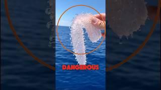 Most Dangerous Sea Creature 