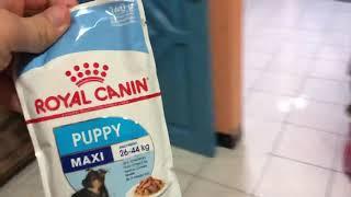 Rottweiler puppy ( feeding time ) royal canin maxi and royal canin maxi gravy - max the rottweiler