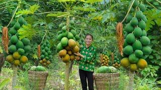 Harvest Papaya and bring it to the market - Han is sick - use money to buy medicine - Ly Tieu Ca