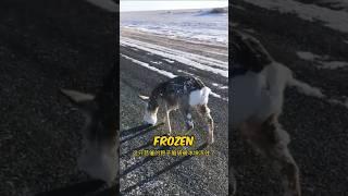 They Found A Frozen Deer On The Road #deer #deerhead #animalrescue