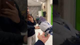 Kabutar bazi  #kabutarbazi #pigeon #bird #pigeons #kabotarbazi #shorts #ajpets #kabutar