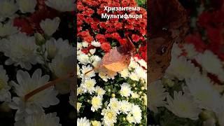 #мультифлора #живунакубани #октябрь #мойсад #хризантема