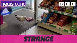 Strange News: Seagull stealing from shop, painting underwater & more! | Newsround