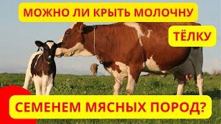 Осеменять МОЛОЧНУЮ ТЁЛКУ семенем МЯСНЫХ пород - есть ли смысл?