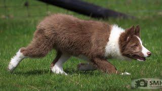 Molly.. 3 months old. Lot 150 Dolgellau Online Auction 12-14 May