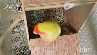 Lovebird Growth Video | Sri Diary  