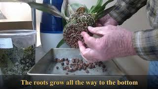 great orchid roots revealed