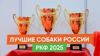 Оскар среди собак — выставка "Лучшие собаки России" РКФ 2025