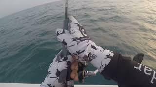 #baracuda took 7 jigs worth 80$ #jigging #almeedar #fishinggame