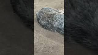 sweet dreams blue heeler #dogsleeping