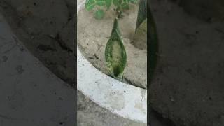 Ghar per red plant taiyar karna sikhe