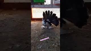 FANTAIL PIGEONS COLLECTION IN FARMS  / PIGIONS 4 U /#shorts