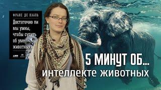 5 минут об интеллекте у животных