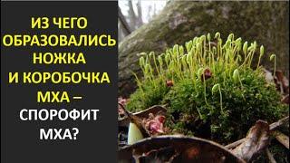 8. Из чего образовались ножка и коробочка мха — спорофит мха?