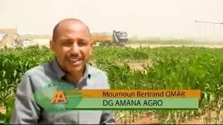 Amana agro du niger: la culture irriguée de: maïs, le bleu, etc dans le secteur agricol