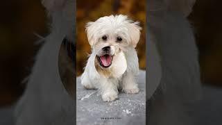 Dog Whatsapp Status Dp Images #imagesforstatus #whatsappstatusimages #whatsappstatusdp