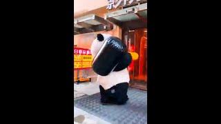 Funny cute panda video#shorts #shortvideo #funny #cute #panda #fyp #foryou #foryoupage #funnypanda