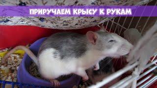 КАК ПРИРУЧИТЬ КРЫСУ? || СОВЕТЫ И ПРАВИЛА