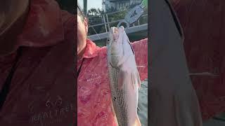 Catching fish #fishing #fishinglife #fishingvideo #fish #redfish #boating #boatlife #boat #outdoors