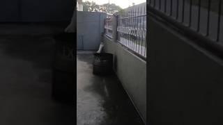  Stray Cats Slipping  #philippines #adventures #shorts