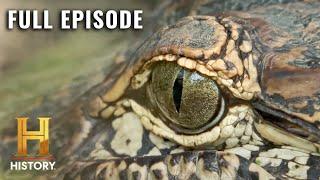 Swamp People: Full Moon Feeding Frenzy (S13, E12) | Full Episode