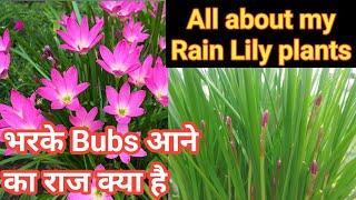 All about my Rain Lily blooming // Rain Lily Flower Plants // Rain Lily care // Rain Lily Flower