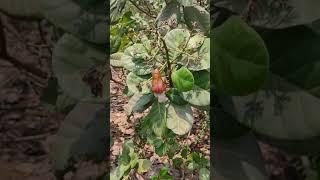 kaju ka ped (cashew tree) #viral video