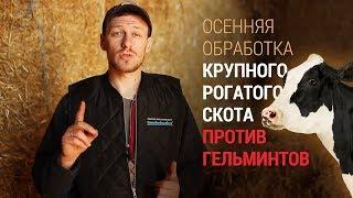 Осенняя обработка крупного рогатого скота против гельминтов