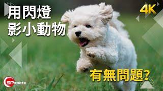 用閃燈影小動物有無問題？ ｜ 攝影吹水王