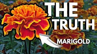 Why YOU Should Plant Marigolds. EVERYWHERE.