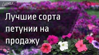 АССОРТИМЕНТ ПЕТУНИИ НА ПРОДАЖУ 2019