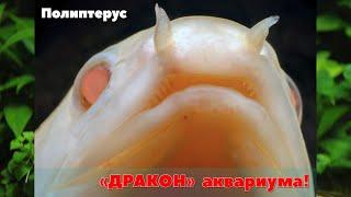 Аквариумный ДРАКОН - ПОЛИПТЕРУС СЕНЕГАЛЬСКИЙ АЛЬБИНОС (Polypterus senegalus)