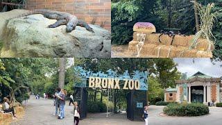 NEW YORK BRONX ZOO FALL 2024 #bronxzoo #walktourbronx #nature #bronxnewyork #reptiles