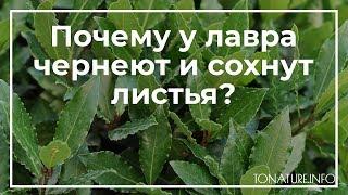 Почему у лавра чернеют и сохнут листья? | toNature.Info