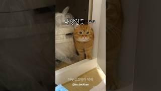 고양이 액체설이 틀렸다는 증거