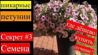 Как вырастить роскошные петунии?! Где дёшево купить лучшие семена???