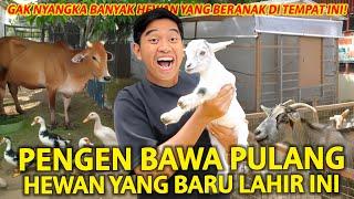 GEMES BANGET! PENGEN BAWA PULANG HEWAN YANG BARU LAHIR INI! GAK NYANGKA BANYAK HEWAN BERANAK DISINI!