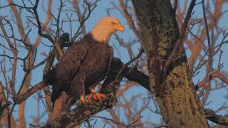LI Bald Eagles - Natural Sounds in the Fall 2018