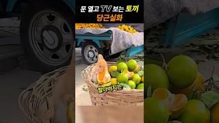 문 열고 TV 보는 토끼… 당근실화