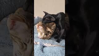 cats are resting #catslove #catsworld #lovepets #cutepets #cuteanimals #lover #cute
