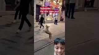 #dog#doglover #helpstraydogs