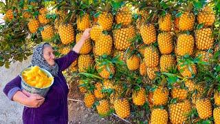 Lots of Harvested Fresh Pineapples! Making Jam and Cake for Winter!