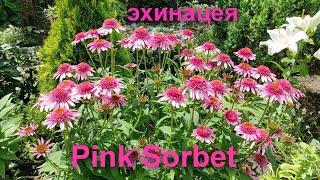 Эхинацея Pink Sorbet ( Пинк Сорбет )