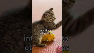  Whisker Wonders: Cat Whiskers Trivia  #whiskers #facts #shorts