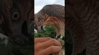 training crested goshawk #hawk