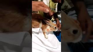 Cute little rabbit.