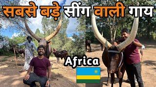 World's Biggest Cow Horn In Rwanda  Dangerous?